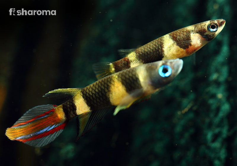 Clown Killifish In A Fish Aquarium