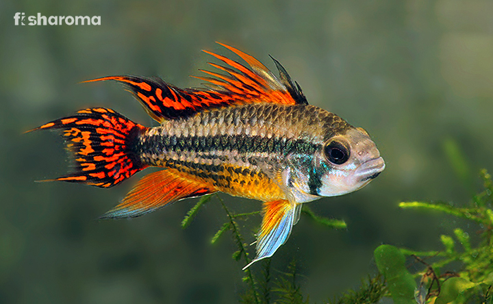 A Cockatoo Cichlid In A Fish Aquarium