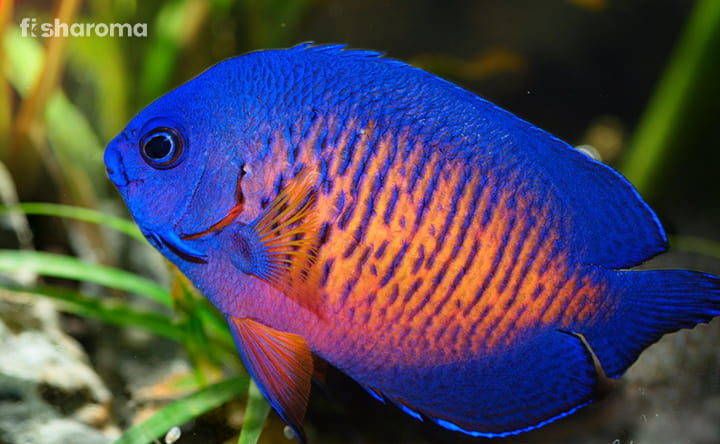 Coral Beauty Angelfish: A Thorough Care Guide To This Flamboyant Saltwater Fish