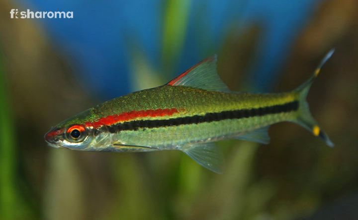 A Denison Barb In Its Habitat