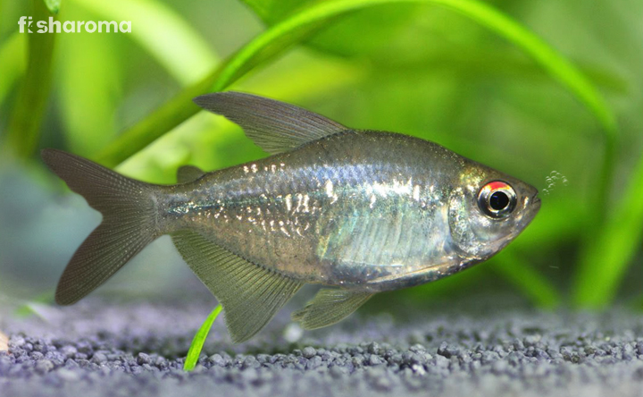 A Diamond Tetra in its natural habitat.