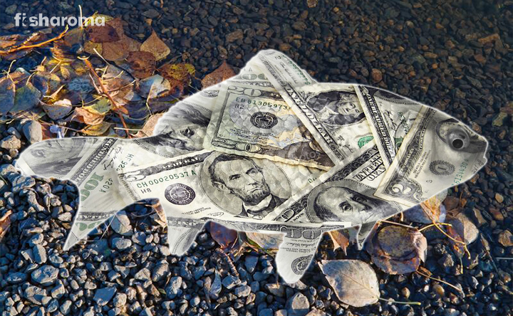 Most Expensive Pet Fish
