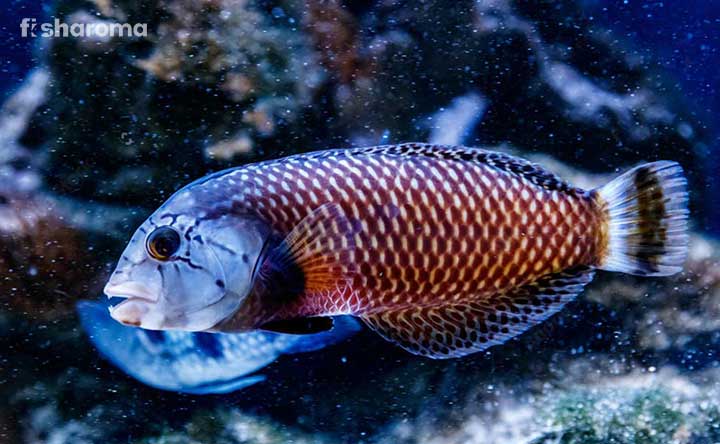 Dragon Wrasse: A Broader Perspective On Its Care Guide