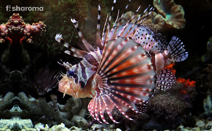 A Thorough Study On Dwarf Lionfish Behavior, Care, And More