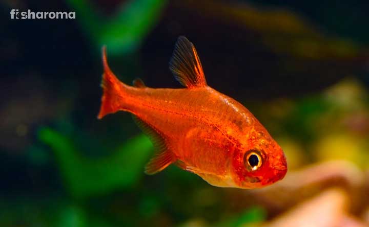 An Ember Tetra in its natural habitat