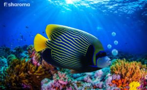 Emperor Angelfish – The Complete Care Guide