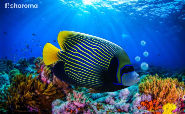 Emperor Angelfish in its natural habitat