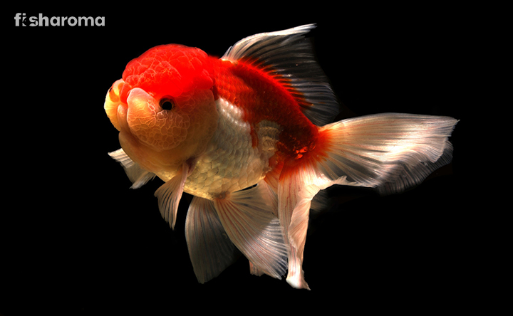 A Fancy Goldfish Swimming.