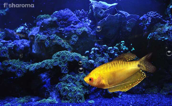 17 Beautiful Gourami Fish and Their Care Guide