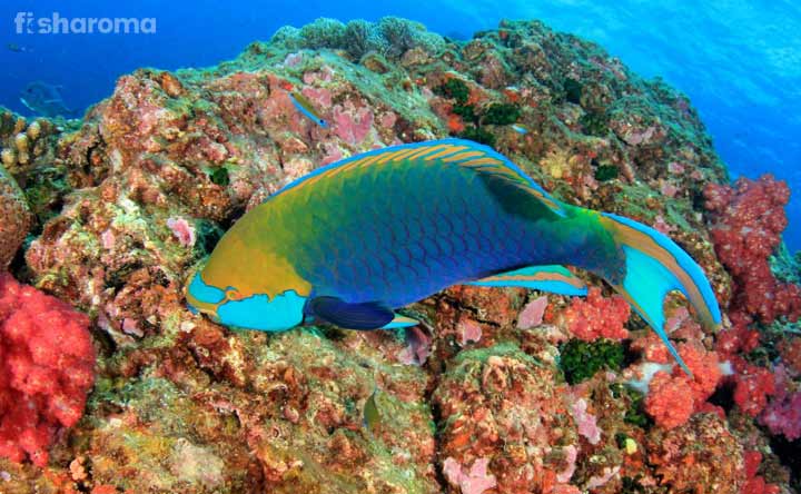 6 Common Types of Parrotfish and their Fascinating Facts