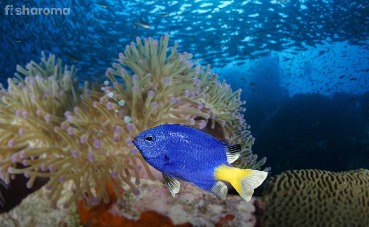 Damselfish Care Guide – Breeding, Tank Requirements, Diseases & More