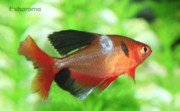 Fact about Fish Fungus