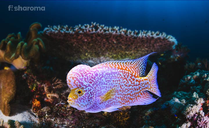 Flowerhorn Cichlid In Its Aquarium
