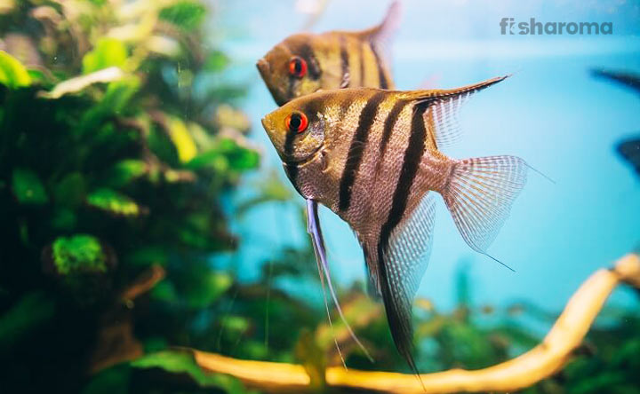 Freshwater Angelfish