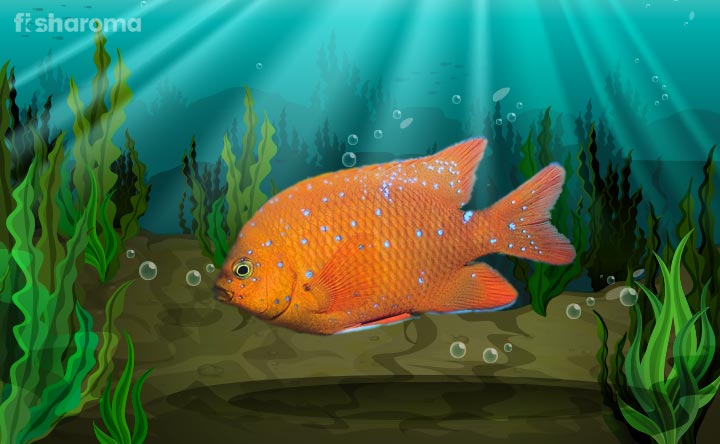 Garibaldi Fish