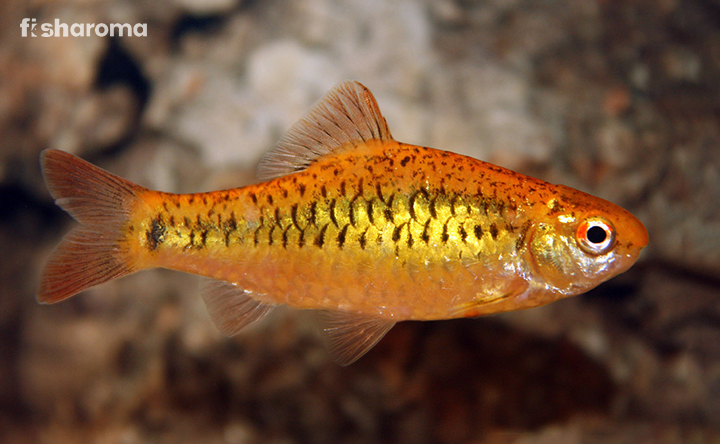 Gold Barb