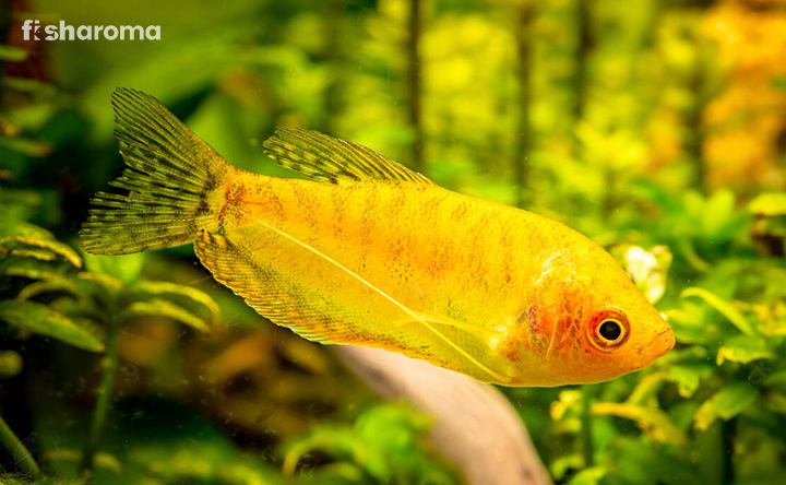 Gold Gourami Swimming in Aquarium