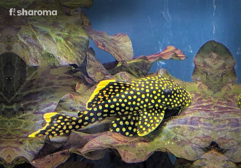 Gold Nugget Pleco