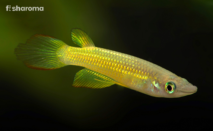 A Golden Wonder Killifish in its natural habitat.