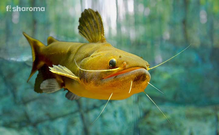 Gulper Catfish in the greens, swimming gracefully.
