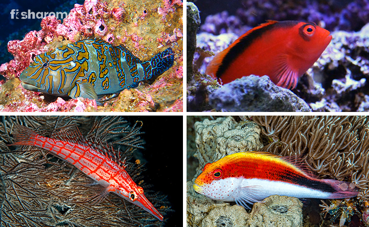 Different Hawkfish Species