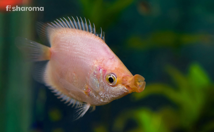 A Kissing Gourami in its natural habitat.