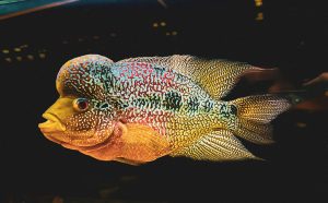 Humphead Parrotfish