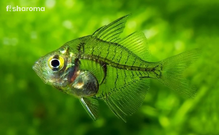 Indian Glass Fish In Freshwater