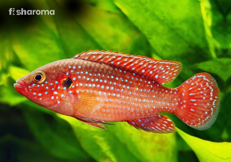 Jewel Cichlid