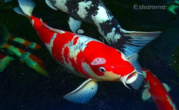 Koi fish