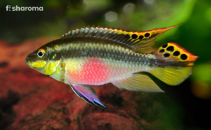 Kribensis Cichlid in its natural habitat.