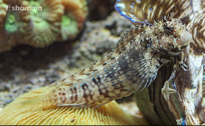 Lawnmower Blenny And The Required Care Guide To Pet One