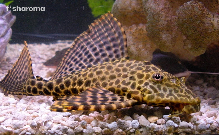 Leopard Frog Pleco resting at the bottom of the Aquarium