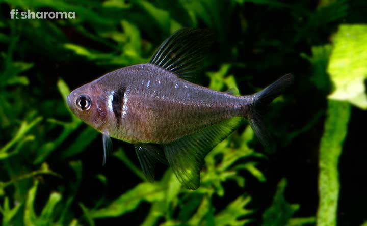 Black Phantom Tetra in a Tank
