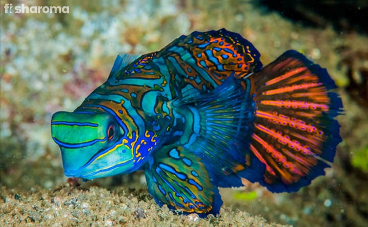 The Complete Care Guide of Beautiful Mandarinfish