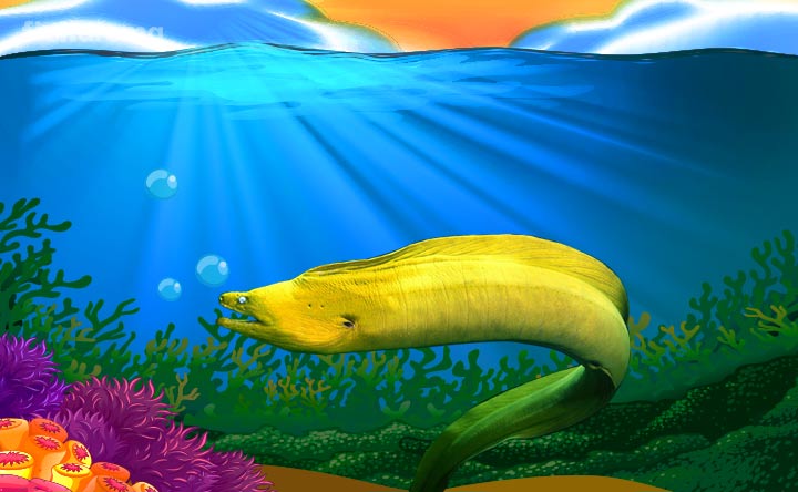 Moray Eel