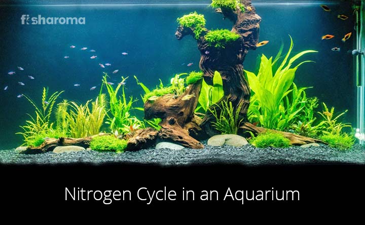 Nitrogen Cycle in an Aquarium