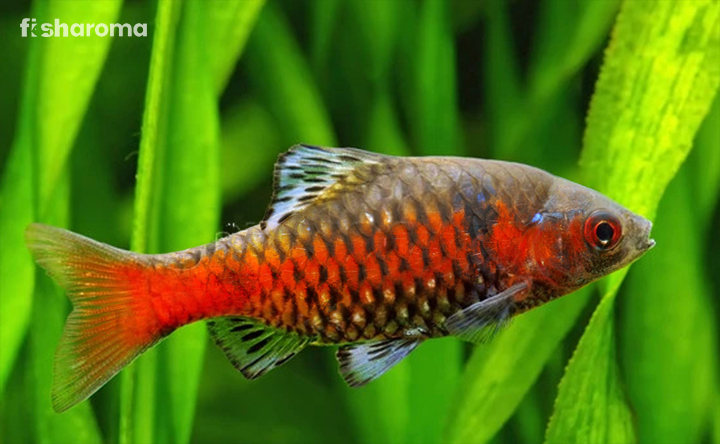 Odessa Barb in its natural habitat.