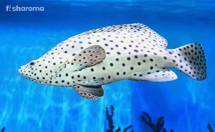 Panther Grouper-A Care Guide For Our Barramundi Cod