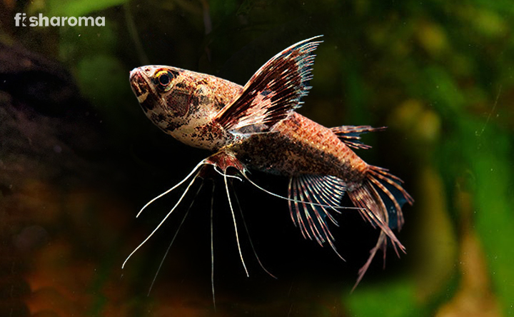 An African Butterfly Fish showing its wings like fins.