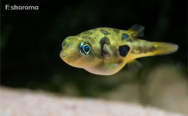 A Pea Puffer in its natural habitat.