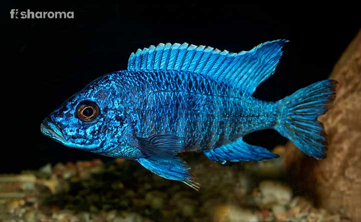 A bright a vibrant Peacock Cichlid swimming in aquarium.