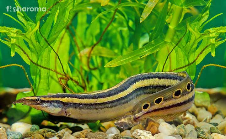 A beautiful Peacock Eel in its natural habitat.