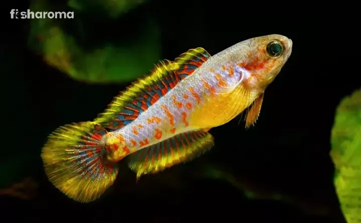 Peacock Gudgeon In A Tank