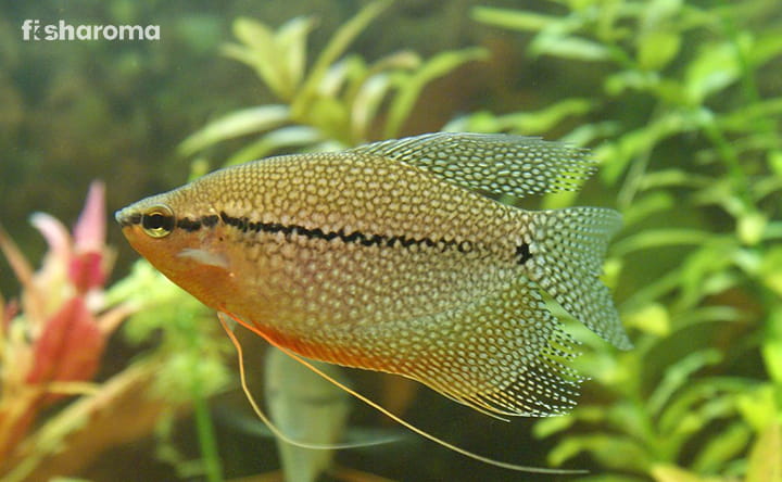 Pearl Gourami Showcasing Its Beauty