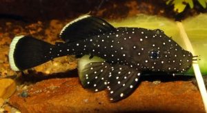 Peppermint Pleco