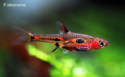 An Adult Phoenix-Rasbora