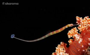 Pipefish – Know How to Take Care of Your New Pet