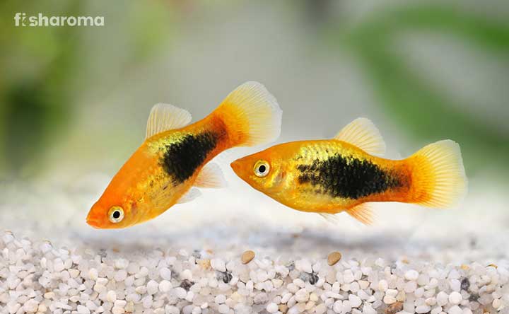 Paired Platy Fish swimming in aquarium.