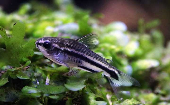 Up to 4 Pygmy Corydoras can survive in a 3-gallon bowl.